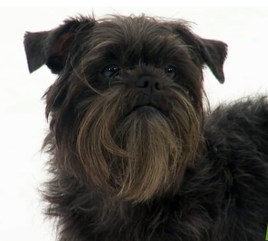 affenpinscher-profil-apartament