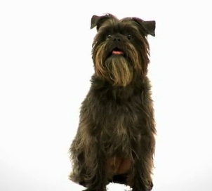 affenpinscher-curte