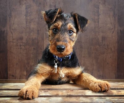 airedale-terrier-decriere-fizica