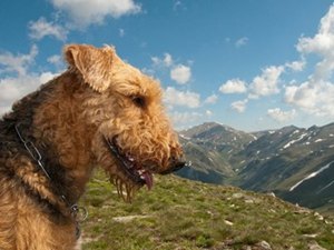 airedale-terrier-profil-vanator