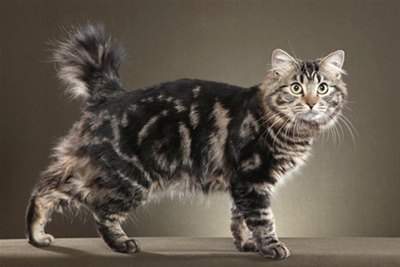 american-bobtail-cu-dungi-origine-si-istoric