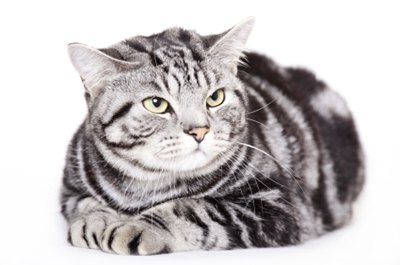 american-shorthair1-origine-si-istoric