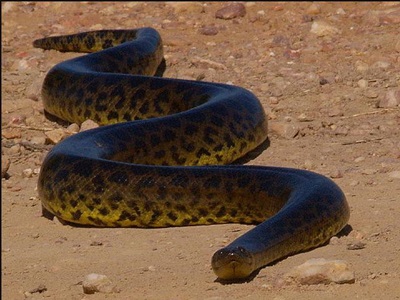 anaconda-sarpe-semi-acvatic