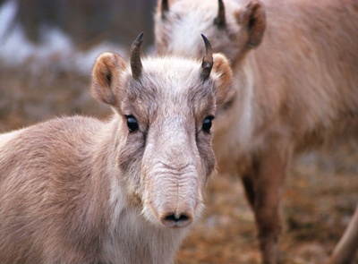 antilope-saiga-specie-poligama