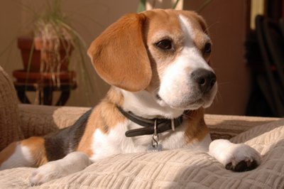 beagle-pe-canapea-vanatoare