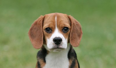 beagle-prietenosi