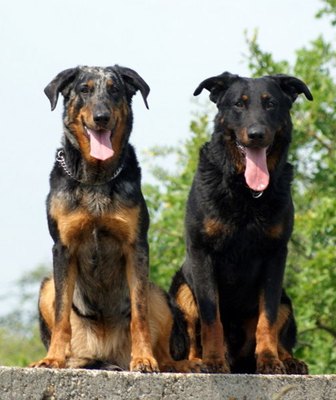 beauceron-arlechin-displazia-de-sold