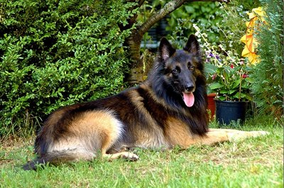 belgian-tervueren-culcat-puternic-agil