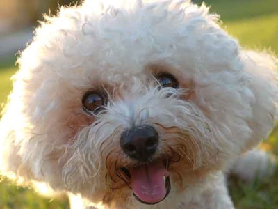 bichon-maltez-fata-inteligent