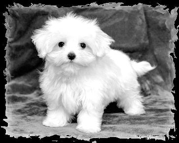 bichon-maltez-imagine-alb-negru-adorabil