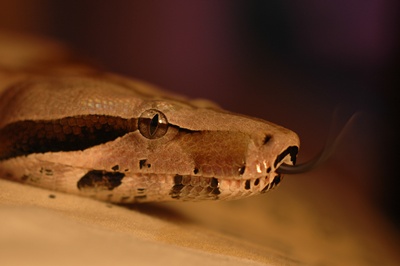 Boa-constrictor-rozatoare