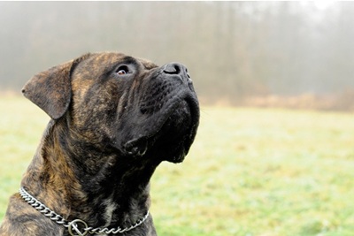 boerboel-rasa-sanatoasa