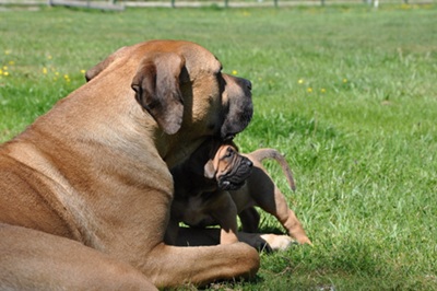 boerboel-mama-pui-aparare