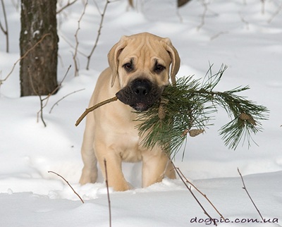 boerboel-pui-caine-de-familie-iubitor