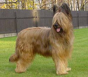 briard-profil-ingrijire-intensa