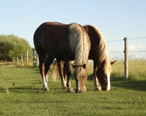 cai-black-forest-pascand