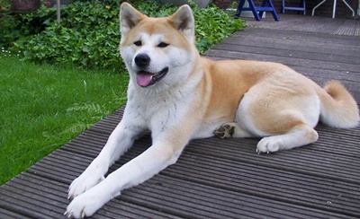 caine-akita-simbol