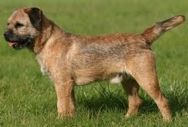 caine-border-terrier-caine-de-paza