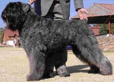 caine-bouvier-des-flandres-spalare