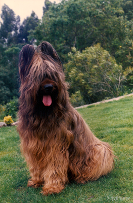 caine-briard-pe-iarba-puternic