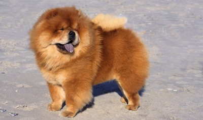 caine-chow-chow-cu-limba-scoasa-descriere-fizica