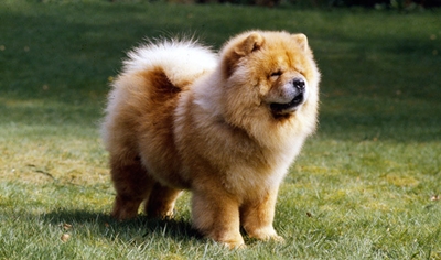 caine-chow-chow-ingrijire-si-hrana