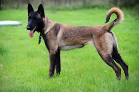 caine-ciobanesc-malinois-marime-medie