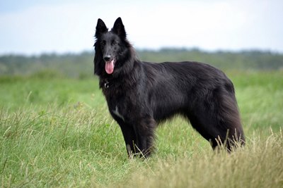 caine-groenendael-curte