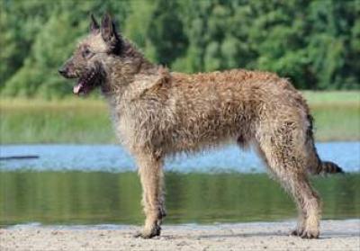 caine-laekenois-afara-animale-de-companie