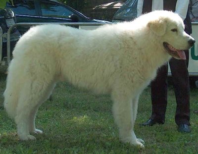 caine-maremma-abruzzi-bine-ingrijit