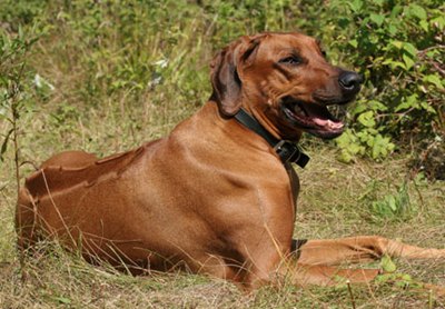 caine-Rhodesian-Ridgeback-prada