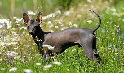 caine-Xoloitzcuintli-origine-si-istoric