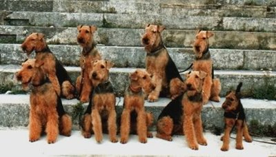 caini-airedale-terrier-caine-de-paza