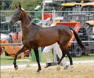 cal-Akhal-Teke-competitie-invata-repede