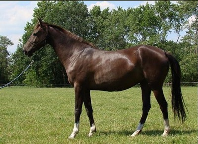 cal-Akhal-Teke-profil-rasa-antica-Turkmene