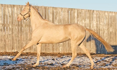 cal-Akhal-Teke-cursele-de-cai