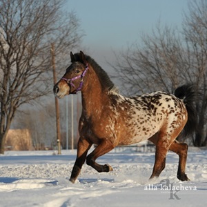 cal-altai-in-zapada-blana