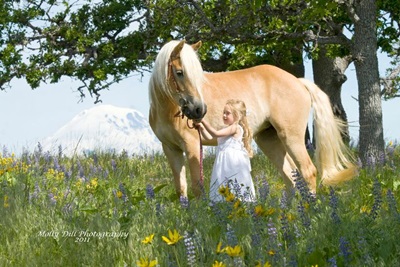 cal-haflinger-in-iarba-culoare