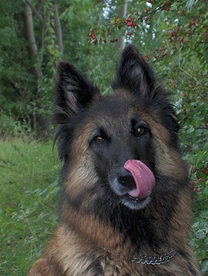 cap-belgian-tervueren-sanatate-si-puncte-vulnerabile