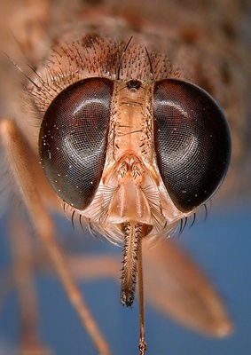 cap-musca-tete-glossina-morsitans