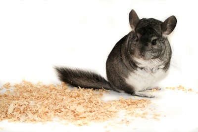 chinchilla-asternut-cusca-inalta