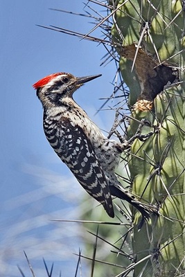 cicanitoare-pe-cactus-pasare-omnivora