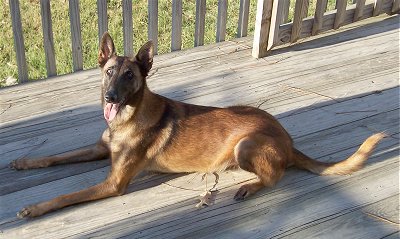 ciobanesc-belgian-malinois-cafeniu-inteligent