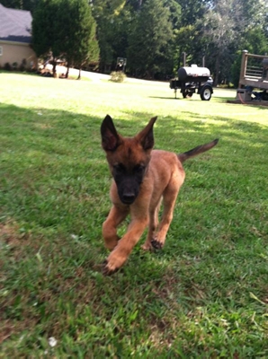 ciobanesc-belgian-malinois-pui-protectie-salvare