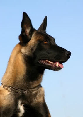 ciobanesc-belgian-malinois-sanatate