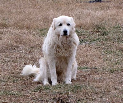 ciobanesc-maremma-zone-montane