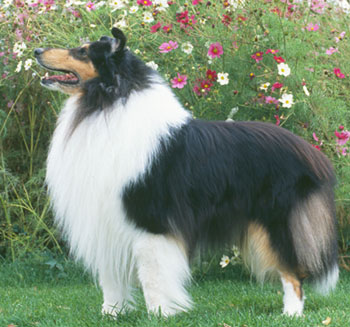 collie-alb-si-negru-iubitor-cu-copiii