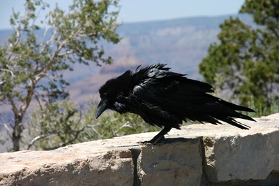 corb-corvus-corax-pe-piatra-hrana