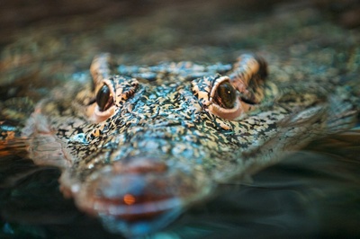 crocodil-in-apa-solzi-puternici