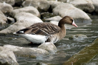 garlita-mare-anser-albifrons-mananca